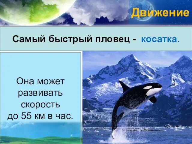 Движение Самый быстрый пловец - косатка. Она может развивать скорость до 55 км в час.