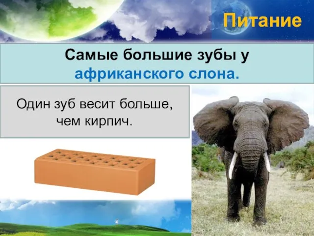 Питание Самые большие зубы у африканского слона. Один зуб весит больше, чем кирпич.