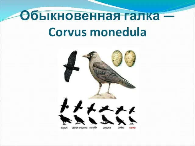 Обыкновенная галка — Corvus monedula