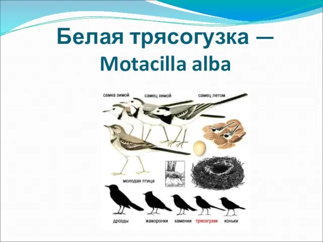 Белая трясогузка — Motacilla alba