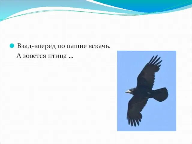 Взад-вперед по пашне вскачь. А зовется птица …