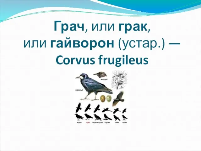 Грач, или грак, или гайворон (устар.) — Corvus frugileus