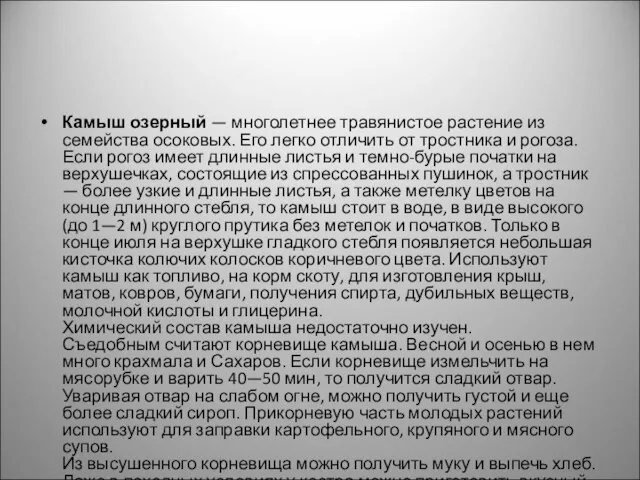 Камыш озерный — многолетнее травянистое растение из семейства осоковых. Его легко