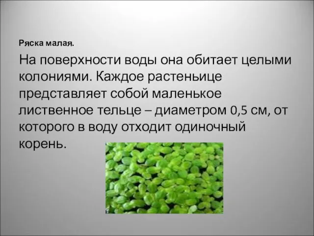 Ряска малая. На поверхности воды она обитает целыми колониями. Каждое растеньице