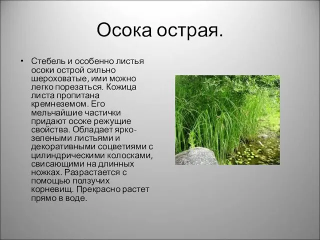 Осока острая. Стебель и особенно листья осоки острой сильно шероховатые, ими