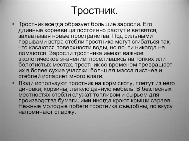 Тростник. Тростник всегда образует большие заросли. Его длинные корневища постоянно растут