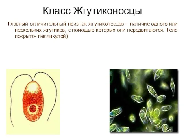 Класс Жгутиконосцы Главный отличительный признак жгутиконосцев – наличие одного или нескольких