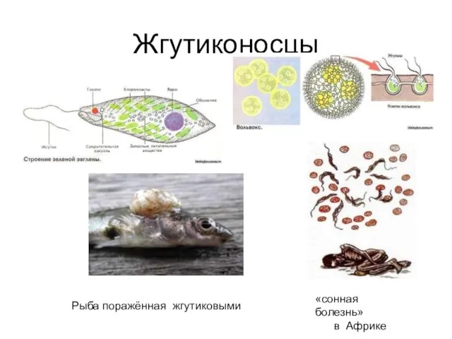 Жгутиконосцы «сонная болезнь» в Африке Рыба поражённая жгутиковыми