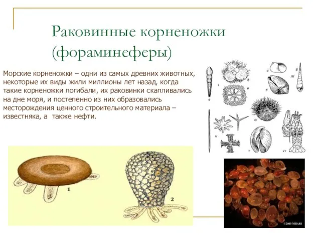 Раковинные корненожки (фораминеферы) Морские корненожки – одни из самых древних животных,