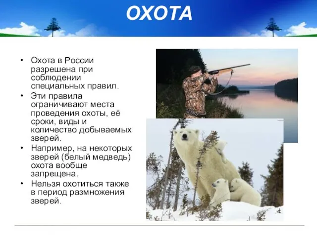 ОХОТА Охота в России разрешена при соблюдении специальных правил. Эти правила