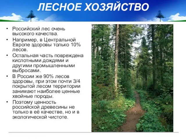 ЛЕСНОЕ ХОЗЯЙСТВО Российский лес очень высокого качества. Например, в Центральной Европе