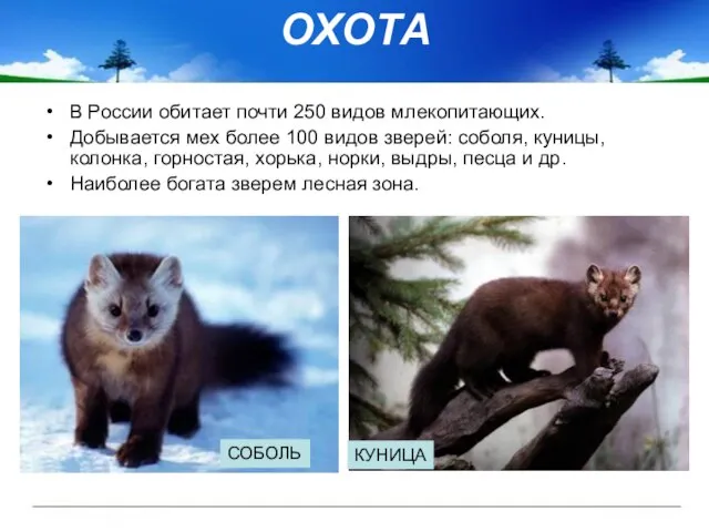 ОХОТА В России обитает почти 250 видов млекопитающих. Добывается мех более