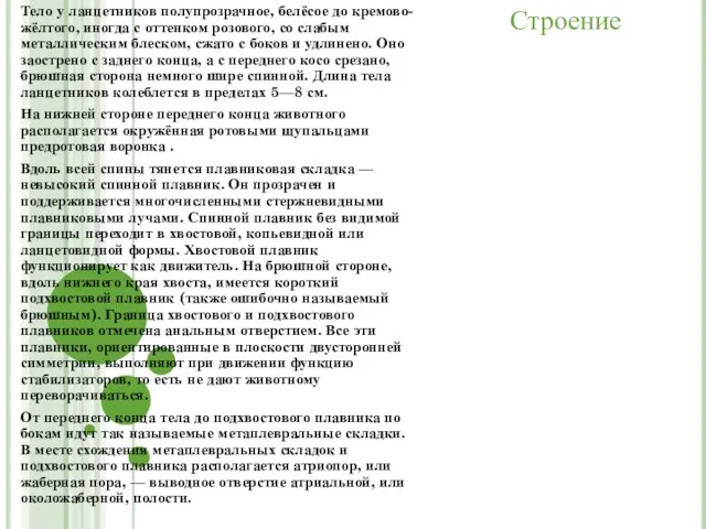 Тело у ланцетников полупрозрачное, белёсое до кремово-жёлтого, иногда с оттенком розового,