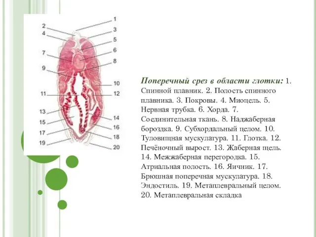 Поперечный срез в области глотки: 1. Спинной плавник. 2. Полость спинного