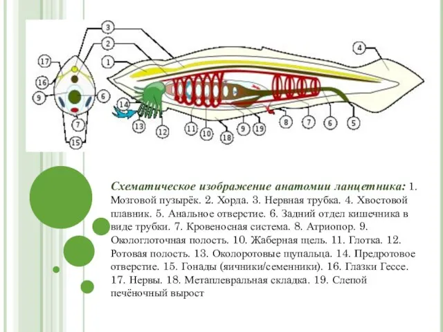 Схематическое изображение анатомии ланцетника: 1. Мозговой пузырёк. 2. Хорда. 3. Нервная