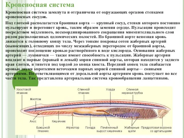 Кровеносная система Кровеносная система замкнута и отграничена от окружающих органов стенками