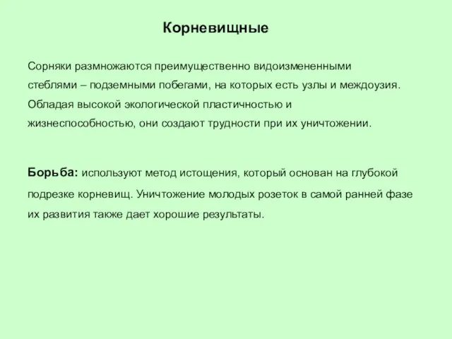 Корневищные Сорняки размножаются преимущественно видоизмененными стеблями – подземными побегами, на которых