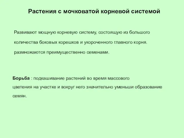 Растения с мочковатой корневой системой Развивают мощную корневую систему, состоящую из