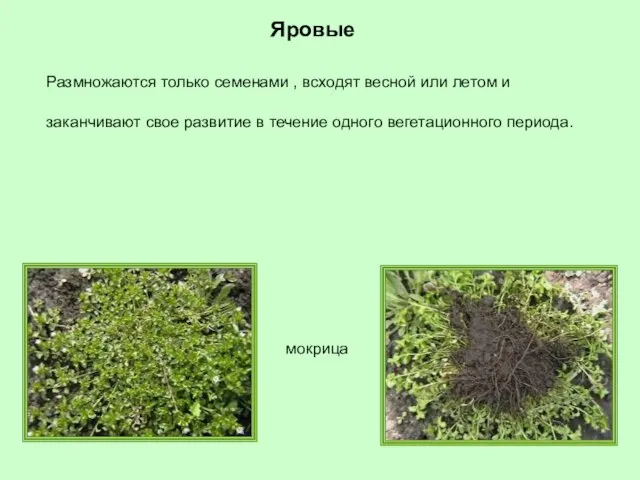 Яровые мокрица Размножаются только семенами , всходят весной или летом и