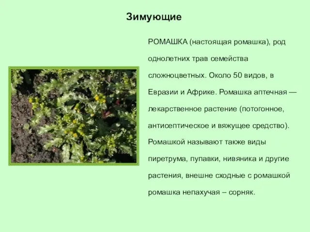 РОМАШКА (настоящая ромашка), род однолетних трав семейства сложноцветных. Около 50 видов,