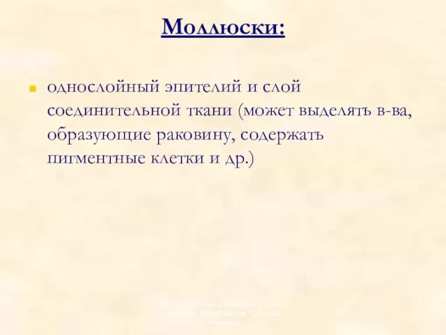 Моллюски: однослойный эпителий и слой соединительной ткани (может выделять в-ва, образующие