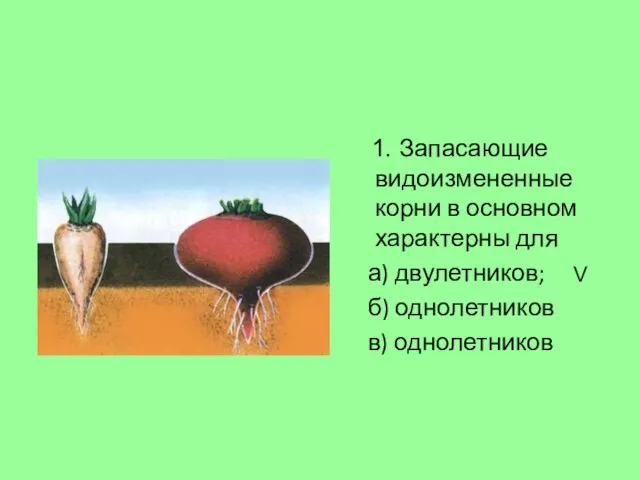 1. Запасающие видоизмененные корни в основном характерны для а) двулетников; б) однолетников в) однолетников V