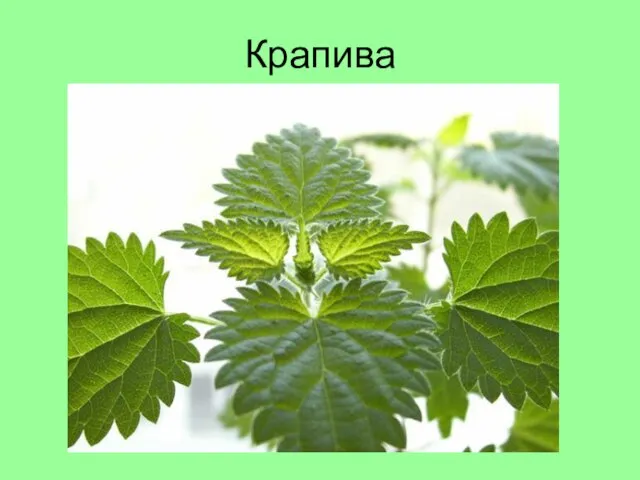 Крапива