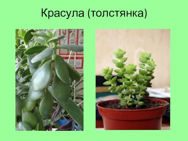 Красула (толстянка)