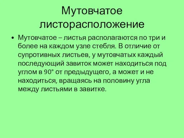 Мутовчатое листорасположение Мутовчатое – листья располагаются по три и более на