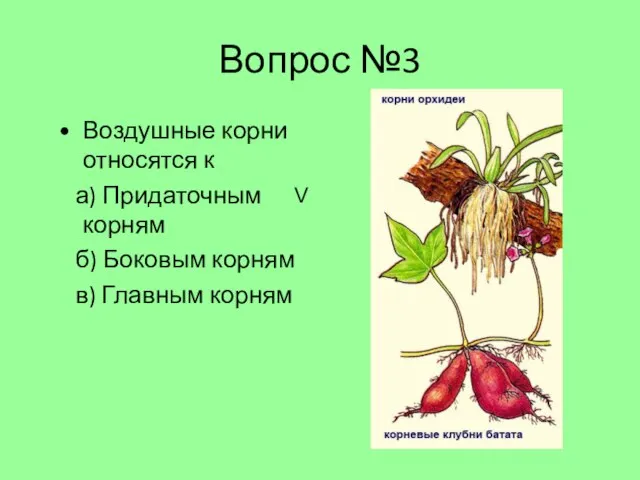 Вопрос №3 Воздушные корни относятся к а) Придаточным корням б) Боковым корням в) Главным корням V