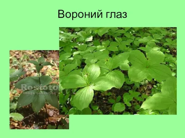 Вороний глаз