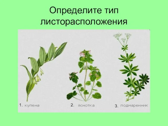 Определите тип листорасположения 1. 2. 3.