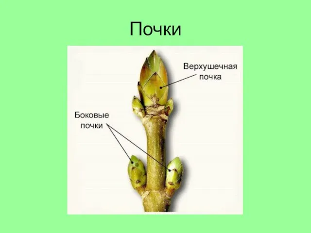 Почки