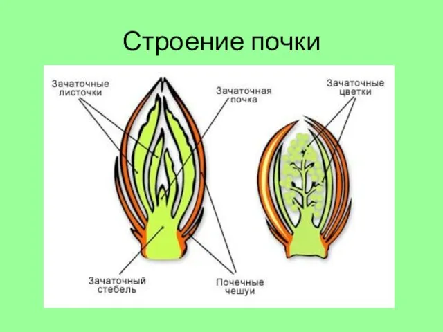 Строение почки