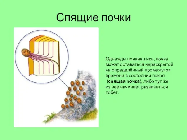 Спящие почки Однажды появившись, почка может оставаться нераскрытой на определённый промежуток