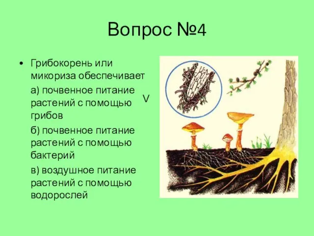 Вопрос №4 Грибокорень или микориза обеспечивает а) почвенное питание растений с