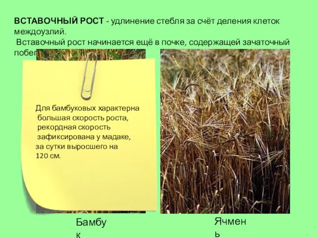 Бамбук Ячмень ВСТАВОЧНЫЙ РОСТ - удлинение стебля за счёт деления клеток