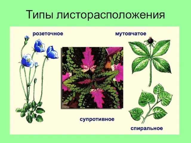 Типы листорасположения