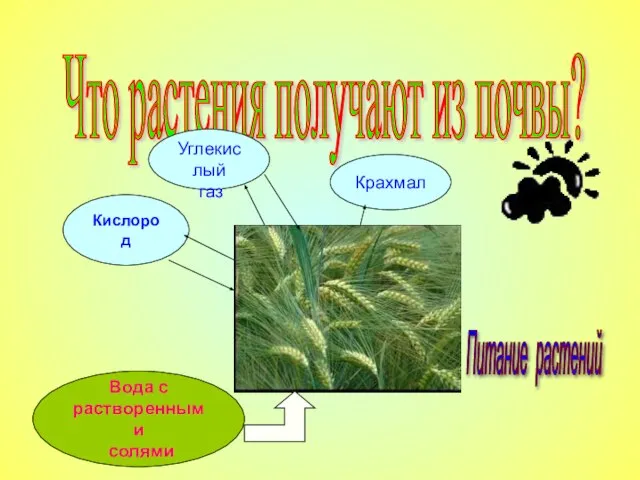 Что растения получают из почвы? Питание растений Вода с растворенными солями Углекислый газ Кислород Крахмал