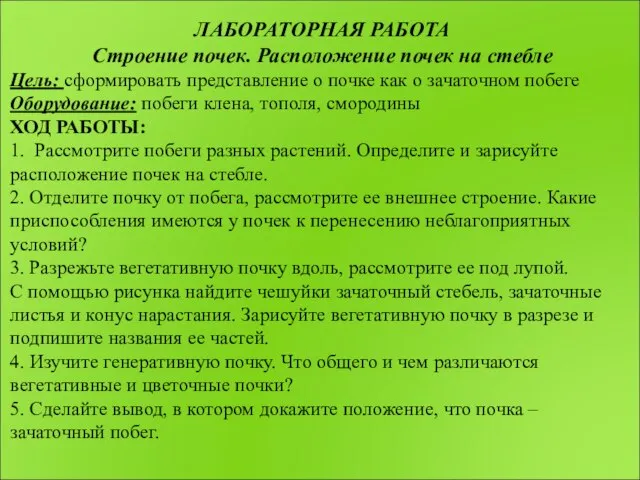 ЛАБОРАТОРНАЯ РАБОТА Строение почек. Расположение почек на стебле Цель: сформировать представление