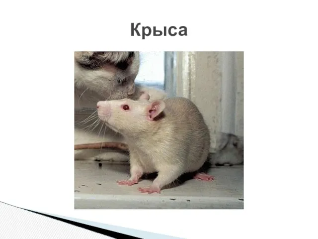 Крыса