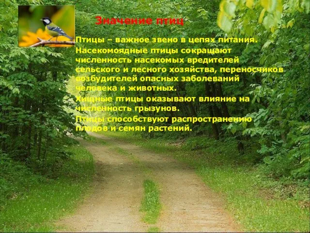 Значение птиц Птицы – важное звено в цепях питания. Насекомоядные птицы