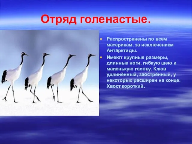 Отряд голенастые. Распространены по всем материкам, за исключением Антарктиды. Имеют крупные