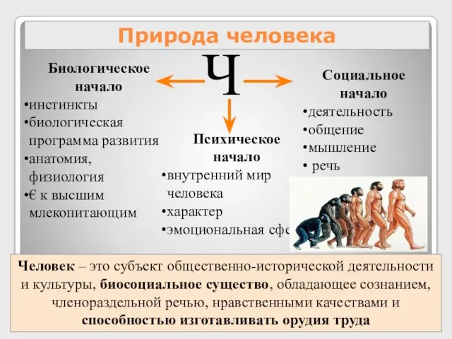 Природа человека Ч Биологическое начало инстинкты биологическая программа развития анатомия, физиология