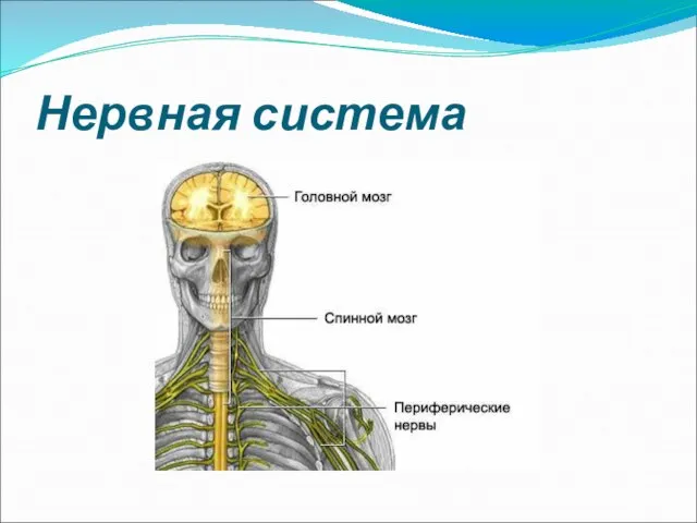 Нервная система