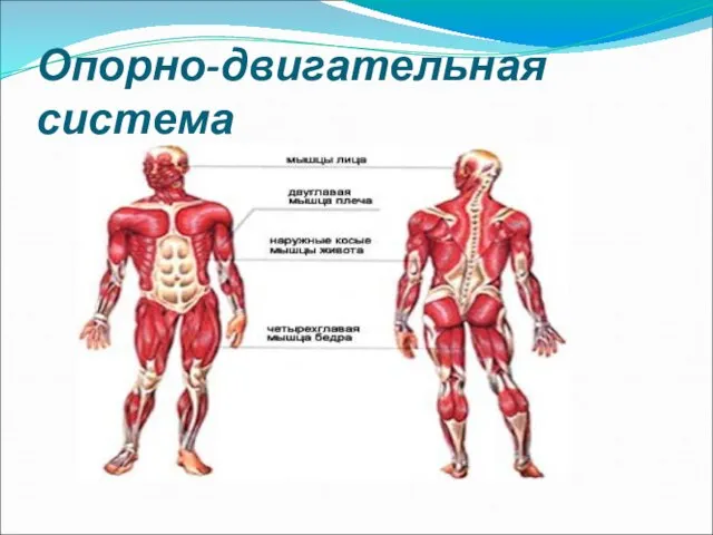 Опорно-двигательная система