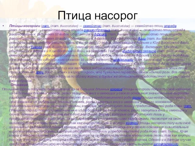 Птица насорог Пти́цы-носоро́ги (лат. (лат. Bucerotidae) — семейство (лат. Bucerotidae) —