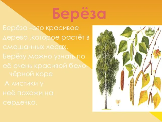 Берёза Берёза –это красивое дерево ,которое растёт в смешанных лесах. Берёзу