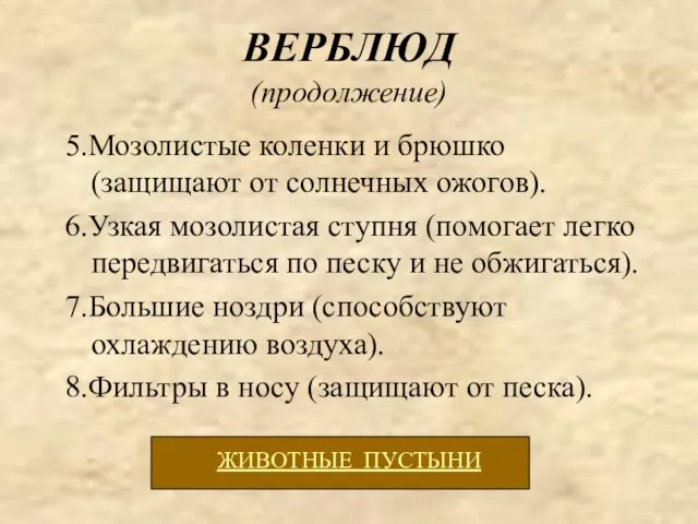 ВЕРБЛЮД (продолжение) 5.Мозолистые коленки и брюшко (защищают от солнечных ожогов). 6.Узкая