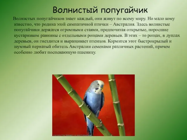 Волнистый попугайчик Волнистых попугайчиков знает каждый, они живут по всему миру.